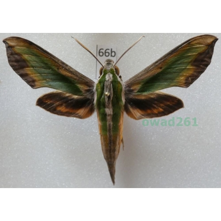 Pergesa acteus (Cramer, 1779) ex. ovo Thailand 65mm66b